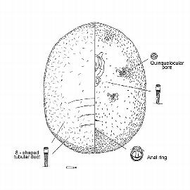   Phoenicococcus marlatti  
 Illustration by Gill 